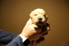 IMG_4068-scaled