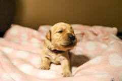 IMG_4090-scaled