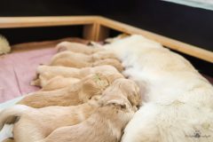 IMG_4722-scaled